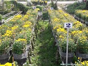 Đồng Tháp: Kiểm soát bệnh héo xanh trên hoa cúc và vạn thọ bằng vi khuẩn đối kháng